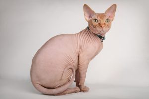 Red sphinx cat in necklace sitting on gray background