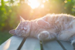 Playful domestic cat lying on wooden bench with bent paws. Shot in backlight at sunset. Very shallow depth of field, focused on snout.